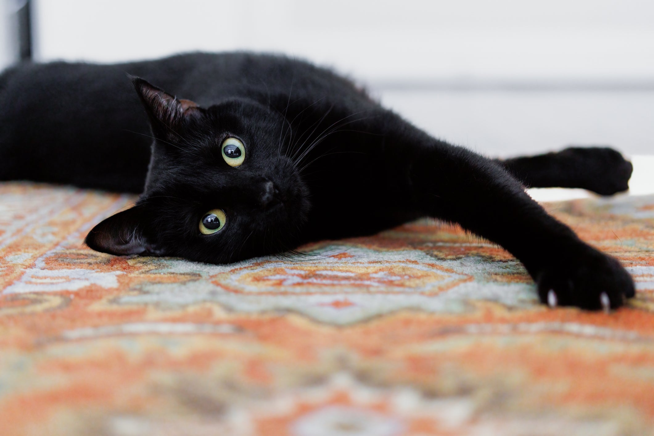 Ben Rea le dejó $12,5 millones a Blackie el gato (no en la foto).