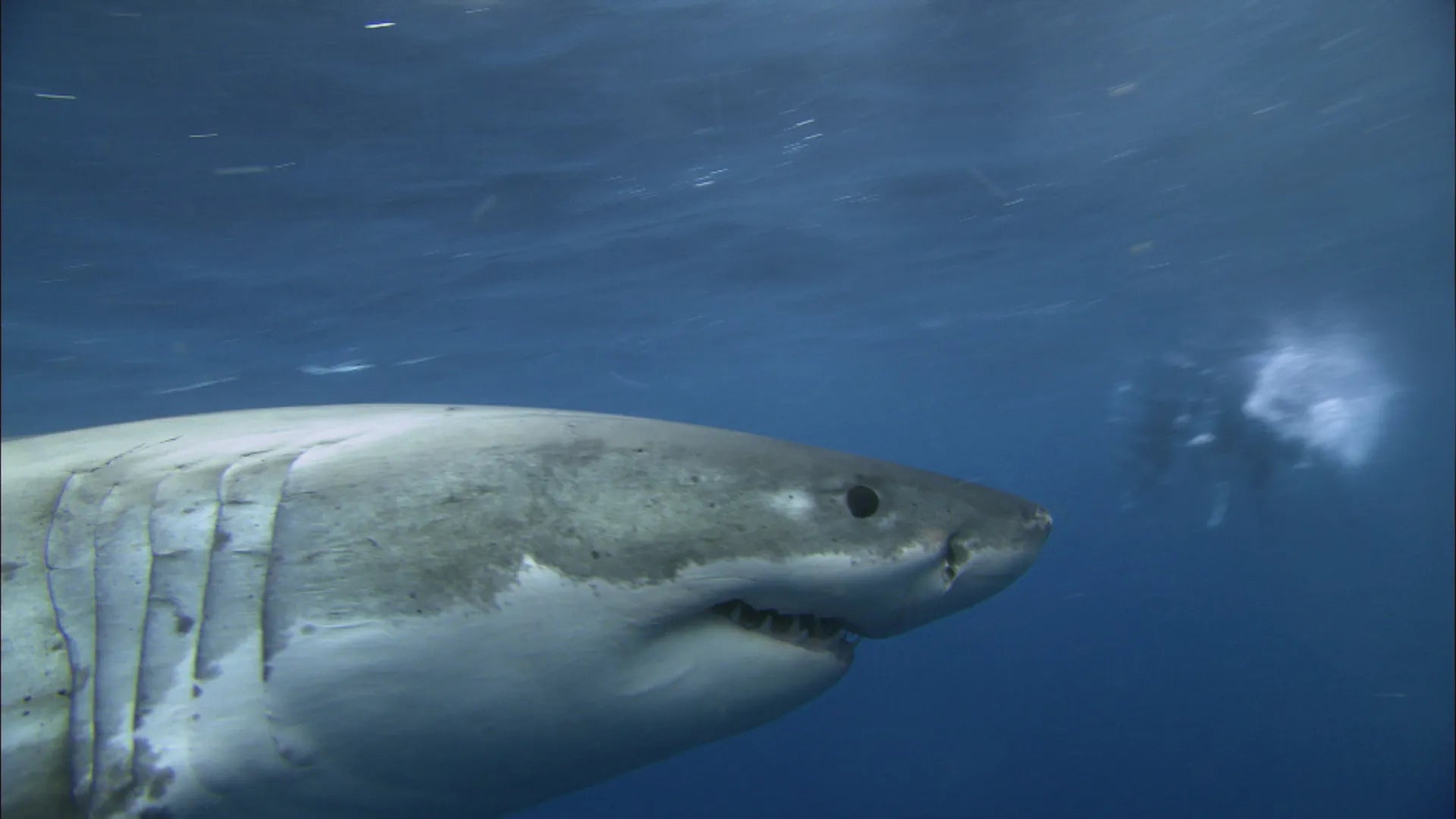 Image: Image Entertainment