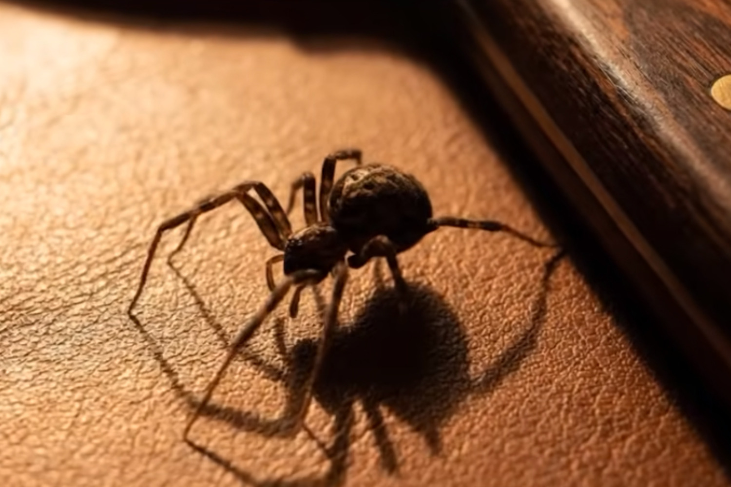 Diseño Sin Título(51)